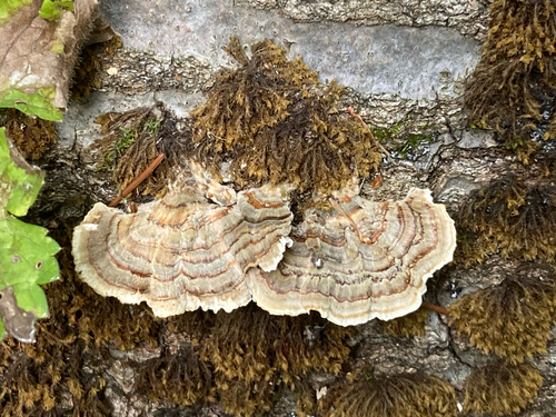turkey-tail
