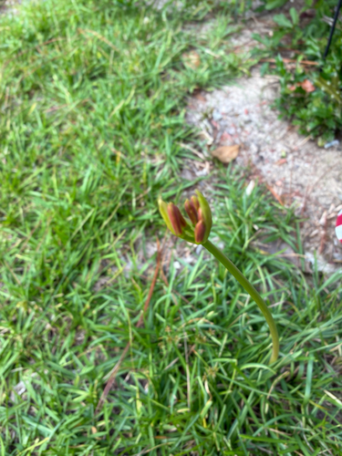 red spider lily