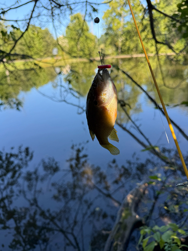 Green Sunfish