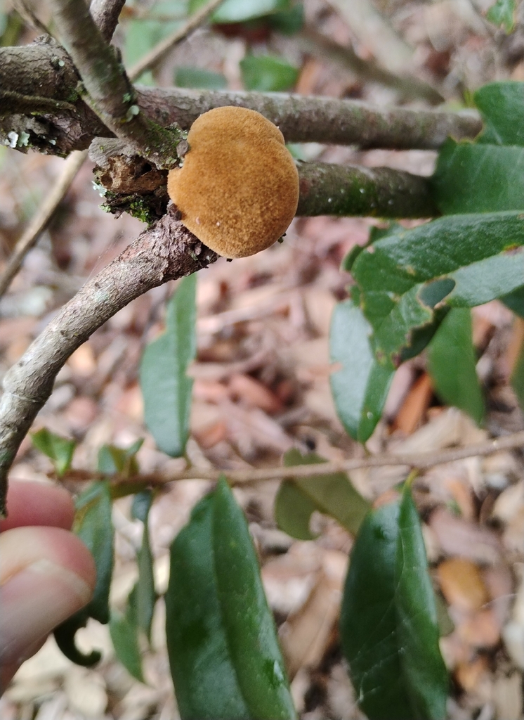 Pawpaw Polypore · September 2026 · photo: Photo: no rights reserved · iNaturalist