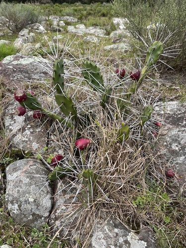 Opuntia elata, photograph 3