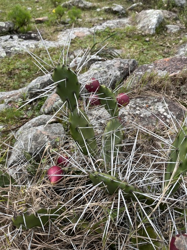 Opuntia elata, photograph 4