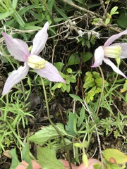 Clematis occidentalis dissecta