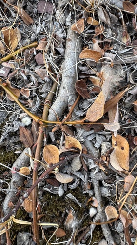 Salix arctica, photograph 4