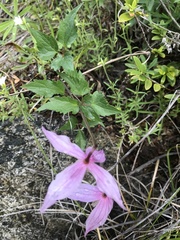 Clematis occidentalis dissecta