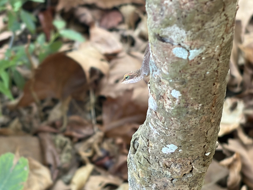 Green Anole