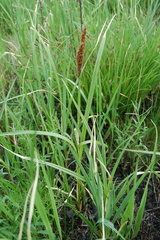 Carex riparia