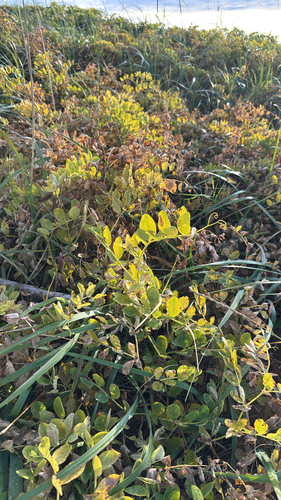 seaside pea