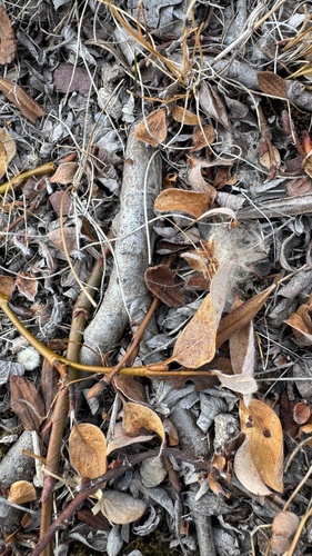 Salix arctica, photograph 5
