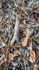 Salix arctica, photograph author not stated, no rights reserved