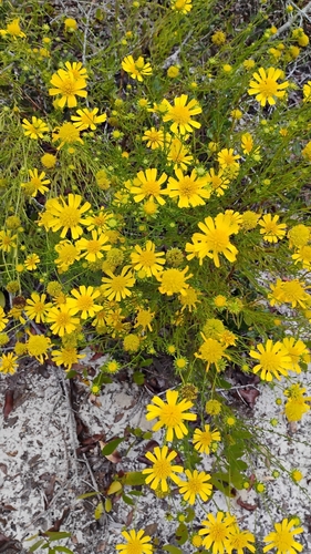 Balduina angustifolia