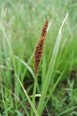 Carex riparia