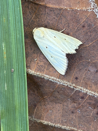 Black-bordered Lemon Moth