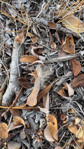 Salix arctica, photograph 6