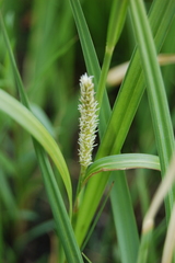 Carex riparia