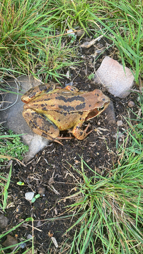 European Common Frog