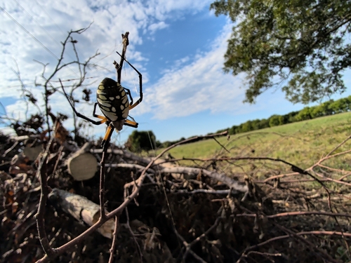 Yellow Garden Spider