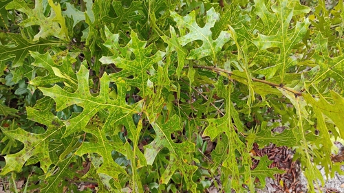 Quercus laevis
