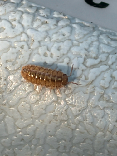 Common Pill Woodlouse