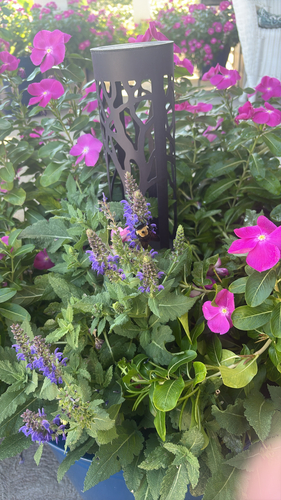 Eastern Carpenter Bee