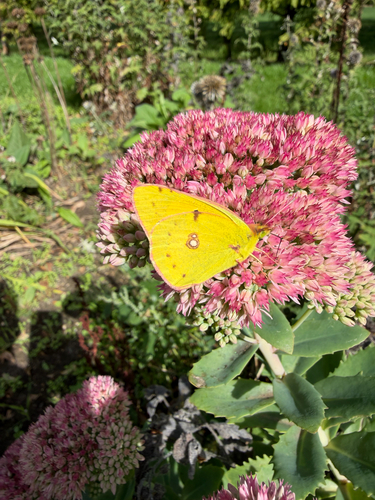 Clouded Yellow