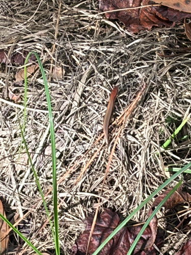Little Brown Skink
