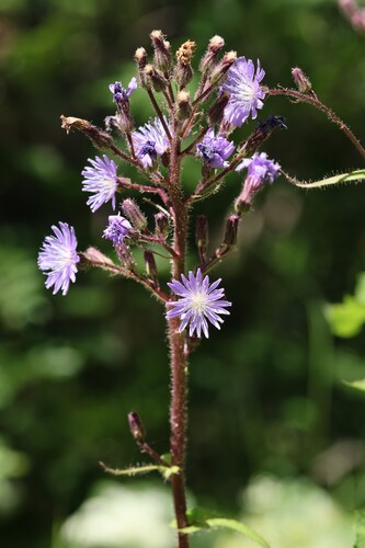 Cicerbita alpina, photograph 2