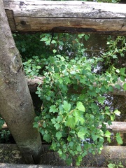Ribes alpinum