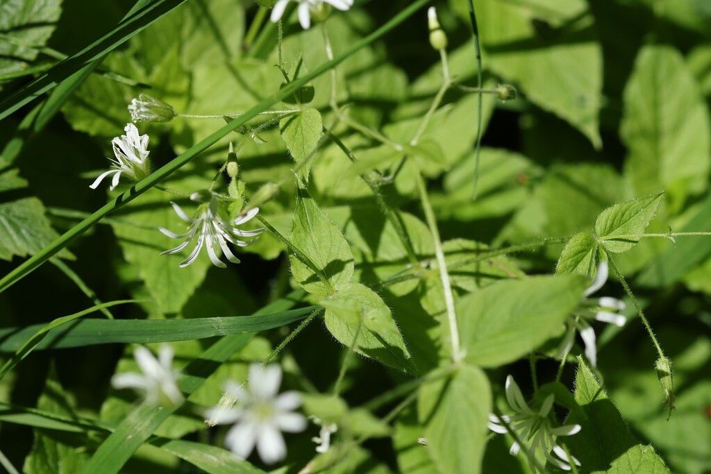 Stellaria nemorum; photograph (c) Antoine Thivolle, some rights reserved (CC BY)