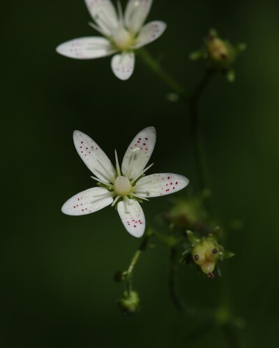 Saxifraga rotundifolia, photograph 1