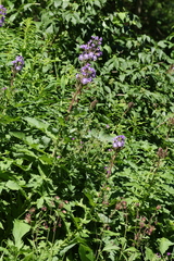 Cicerbita alpina