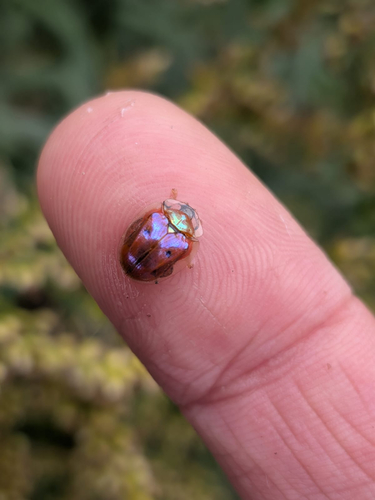 Golden Tortoise Beetle