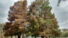 Taxodium mucronatum