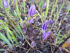 Brodiaea terrestris terrestris