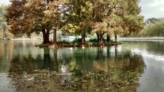 Taxodium mucronatum