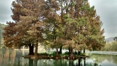 Taxodium mucronatum