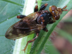 Myopa buccata