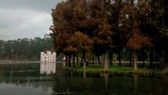 Taxodium mucronatum