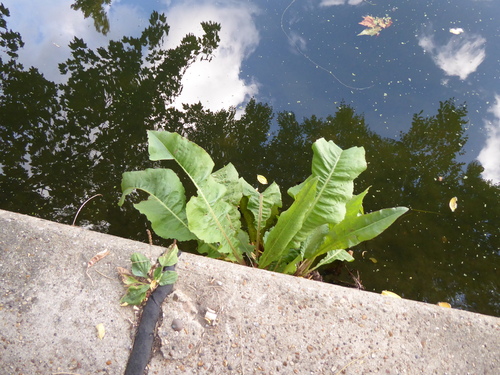 Rumex hydrolapathum, photograph 5