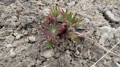Lupinus polyphyllus