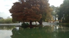 Taxodium mucronatum
