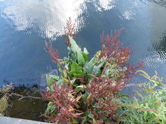 Rumex hydrolapathum, photograph (c) jamie-aa, some rights reserved (CC BY)