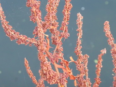 Rumex hydrolapathum, photograph (c) jamie-aa, some rights reserved (CC BY)