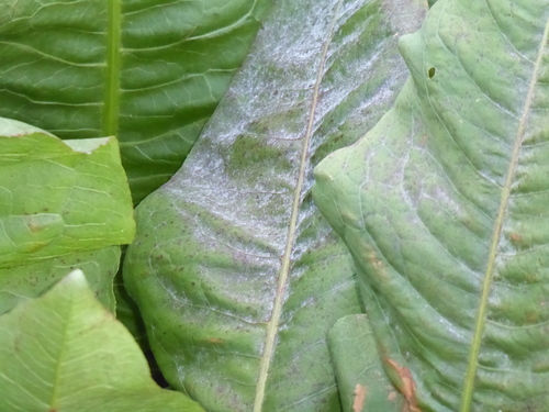 Rumex hydrolapathum, photograph 4