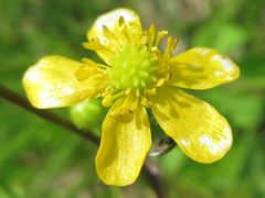 Ranunculus japonicus
