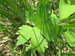 Ranunculus japonicus