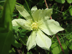Clematis patens