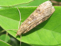 Nomophila noctuella