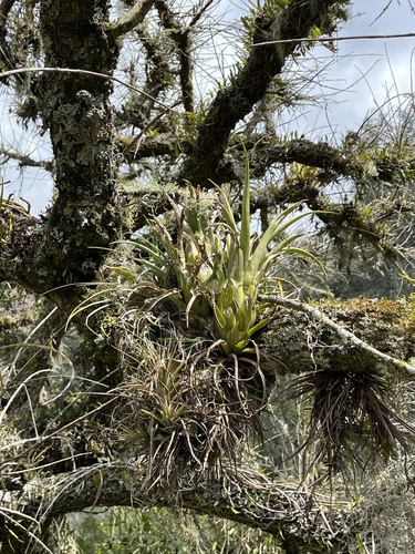 Aechmea recurvata, photograph 6