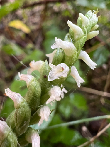 Lesser Ladies' Tresses